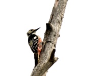 2016-05-14 10h15m07 - Grote Bonte specht - Pierre Bernard